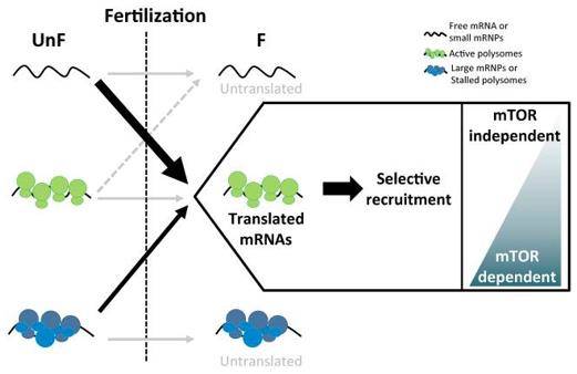 Model of polysomal recruitment dynamics upon fertilization in sea urchin.