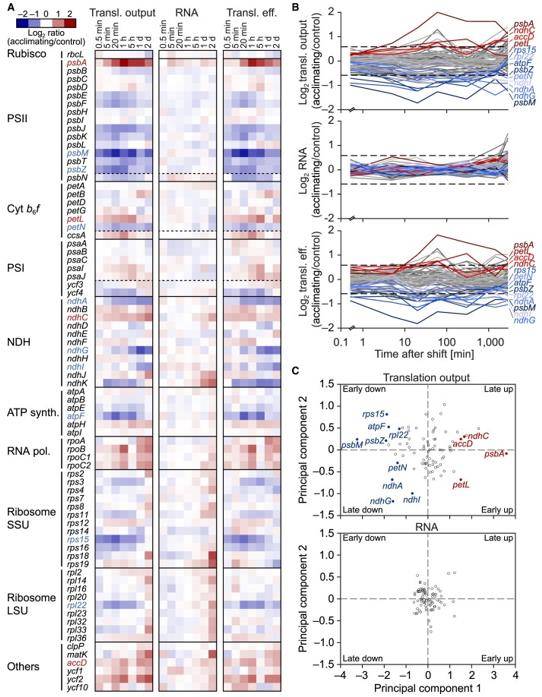 Extensive translational regulation in tobacco chloroplasts during acclimation to low temperature.