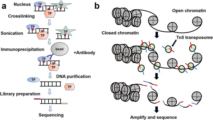ATAC-seq experimental workflows. (Ma, S., et al., Molecular Biomedicine, 2020)
