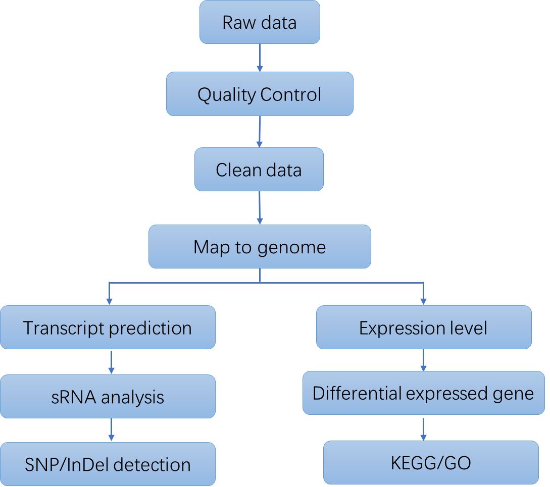 The Data Analysis Pipeline of Bacterial RNA Sequencing.