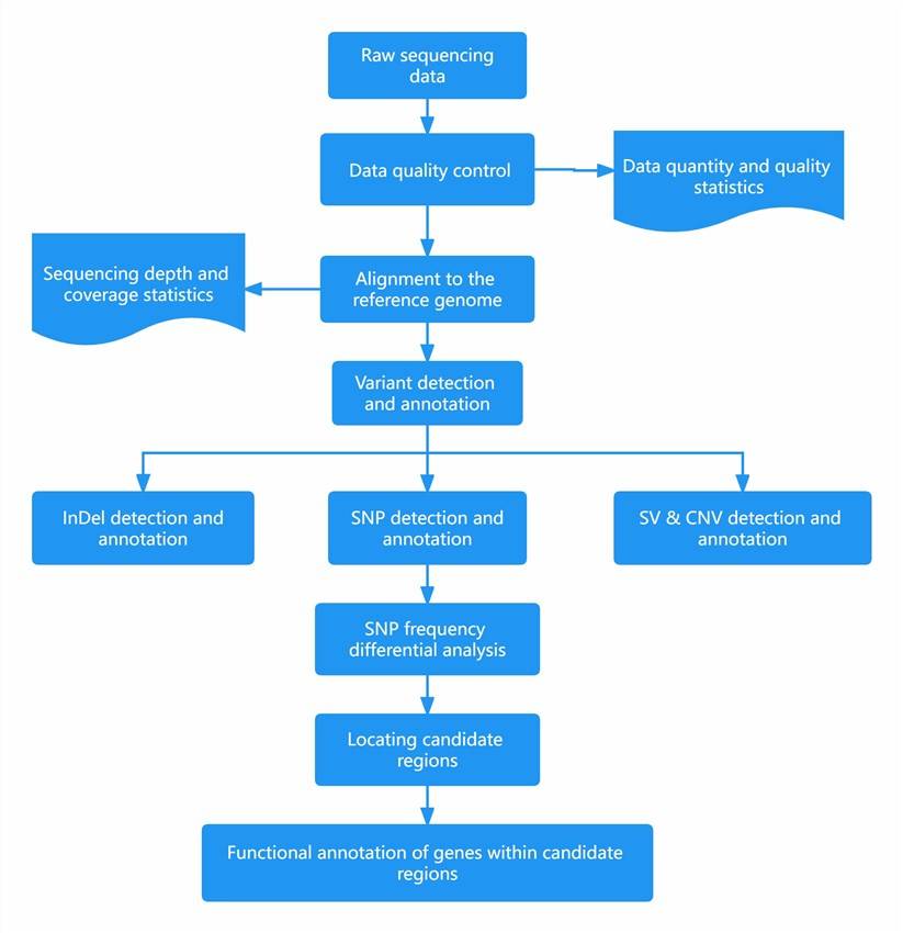BSA-seq Technology Workflow 4 Distribution and Type Statistics of SNP and InDel Within Candidate Regions