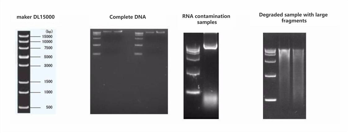 BSA-seq Technology Workflow 2 DNA Sample Extraction And Detection