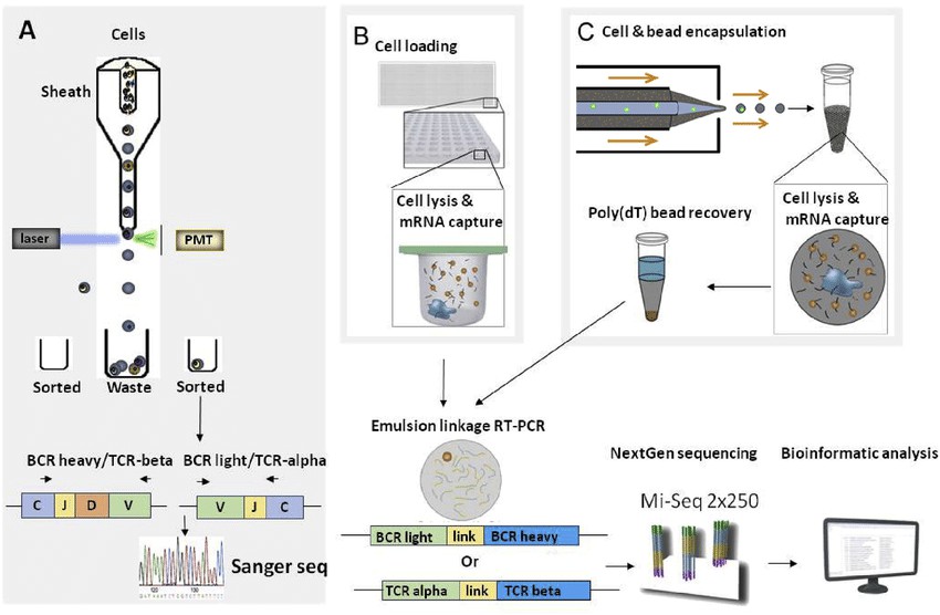 Methods for sequencing BCR and TCR repertoires.