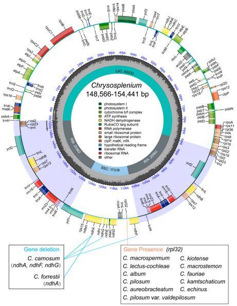 Representative chloroplast genome map of Chrysosplenium.