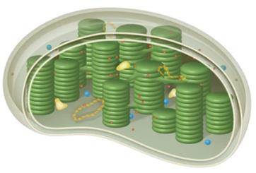 Bioinformatic Analysis of Chloroplast Genome