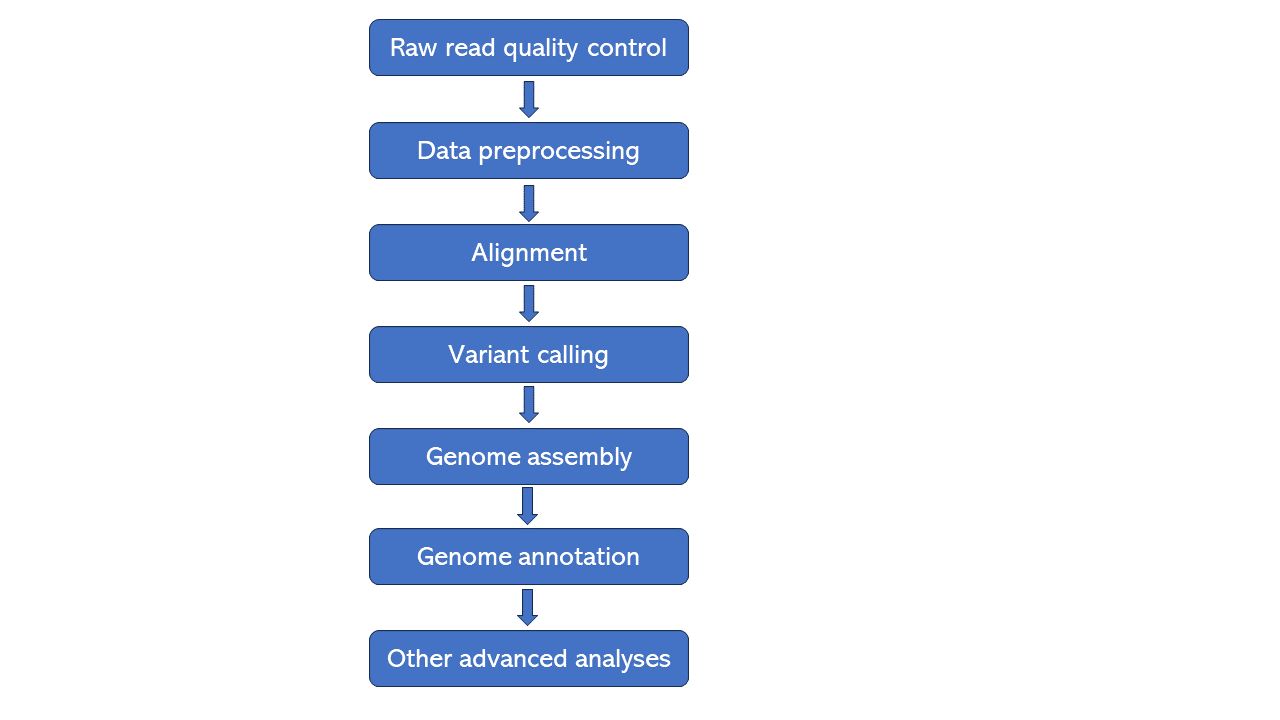 Bioinformatics workflow of whole genome sequencing.