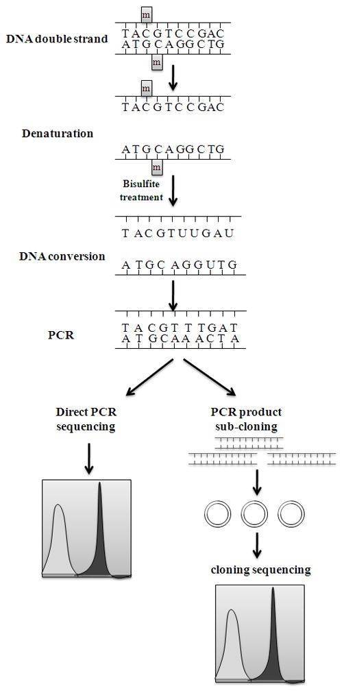 Bisulfite conversion and sequencing of samples