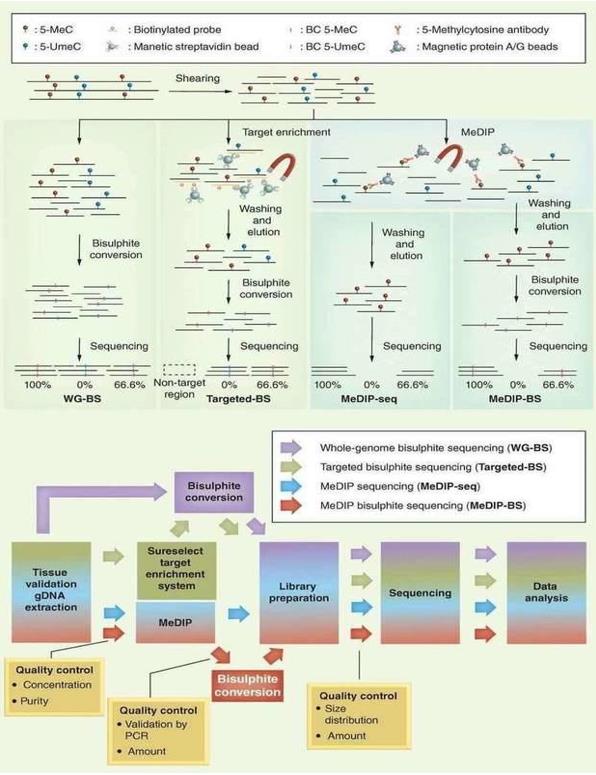 Different NGS-based DNA methylation analysis methods. (Jeong et al., 2016)