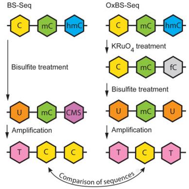 Oxidative bisulfite sequencing (OxBS-seq) and standard bisulfite sequencing (BS-seq). (Rauch et al., 2023)