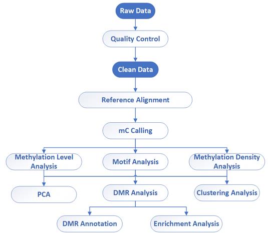 Whole Genome Bisulfite Sequencing (WGBS) – CD Genomics