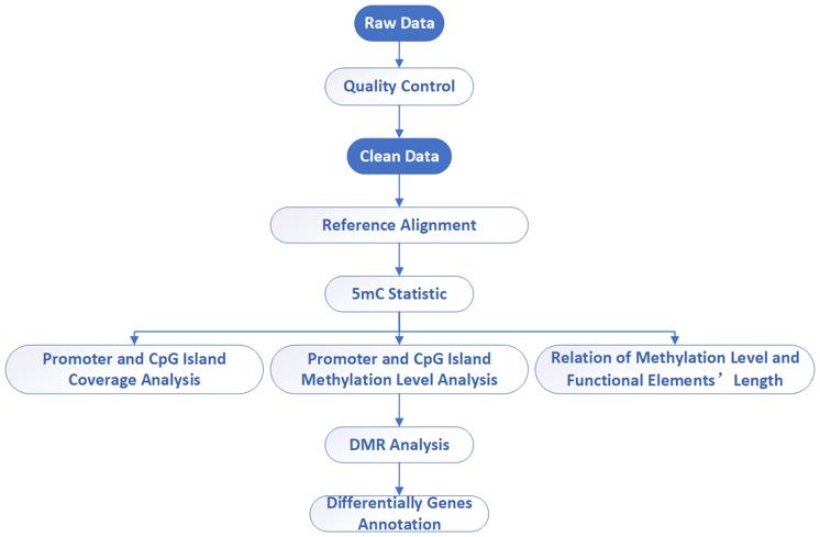 Reduced Representation Bisulfite Sequencing – CD Genomics