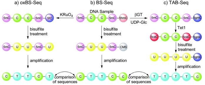 OxBS-Seq, BS-Seq and TAB-Seq. (Schüler et al., 2012)