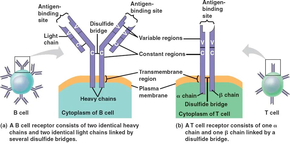 Structure of T cell and B cell receptors in immune response.