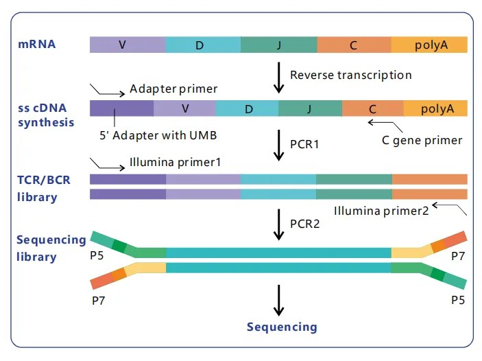 RNA immuno-repertoire library construction process.