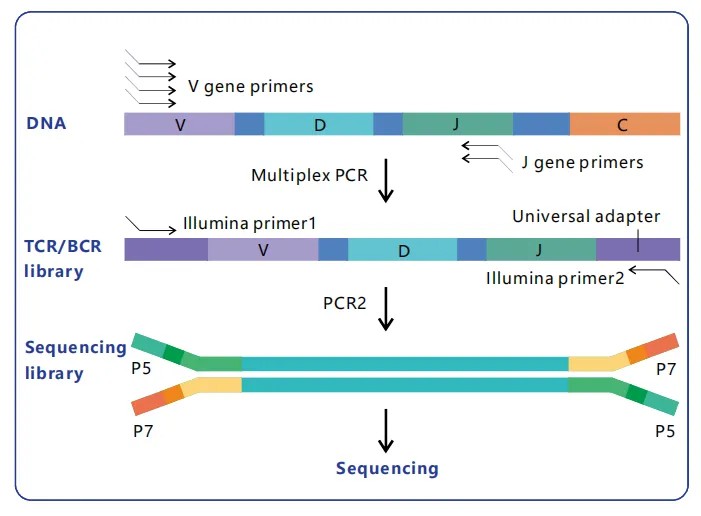 DNA immuno-repertoire library construction process.