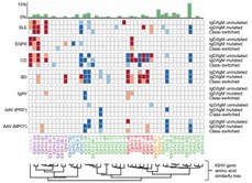 DNA immuno-repertoire library construction process.
