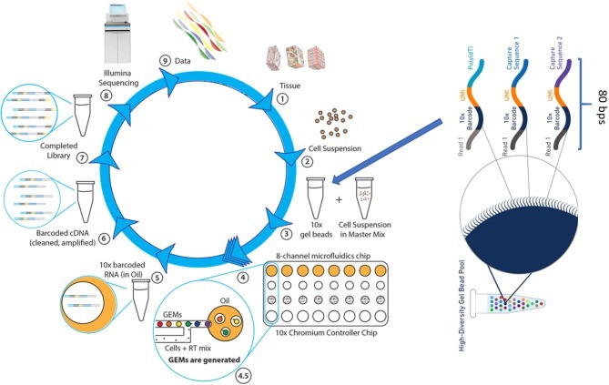 Single-cell RNA sequencing process diagram