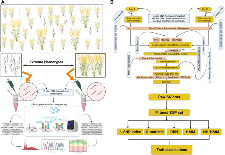 Illustration of BSA-seq and its standard data analysis workflow for identifying marker-trait associations. (Majeed, Aasim, et al. 2022)