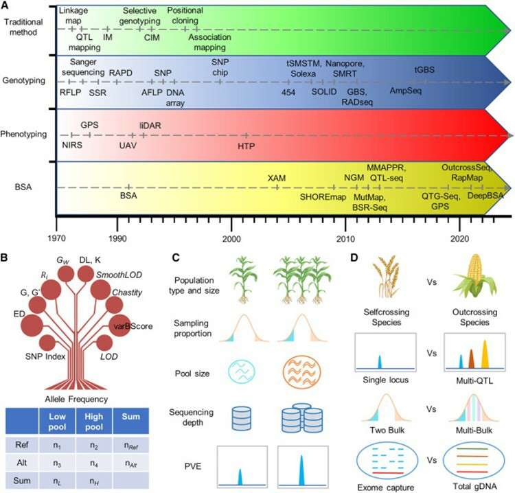 Detailed summary of Bulk Segregant Analysis (BSA). (Wang, Xi, et al., 2023)