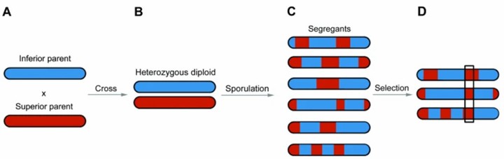 Application of Bulk Segregant Analysis (BSA) for mapping genomic regions associated with a specific phenotype in yeast. (Duitama, J. et al., 2014)