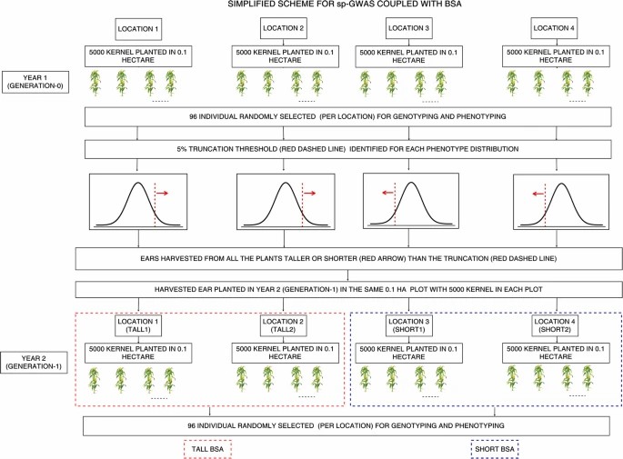 Schematic representation of the sp-GWAS pipeline integrated with BSA. (Gyawali, A. et al., 2019)