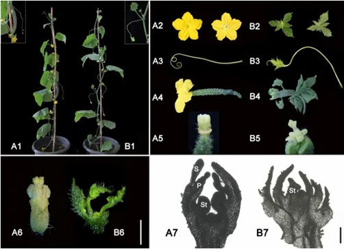 Comparison of Wild Type (A) and uft Mutant (B) Phenotypes. (Chen, Y. et al., 2021)