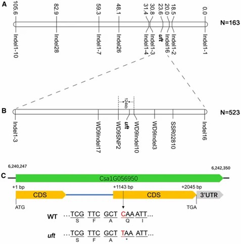Fine Mapping of the uft Mutation. (Chen, Y. et al., 2021)