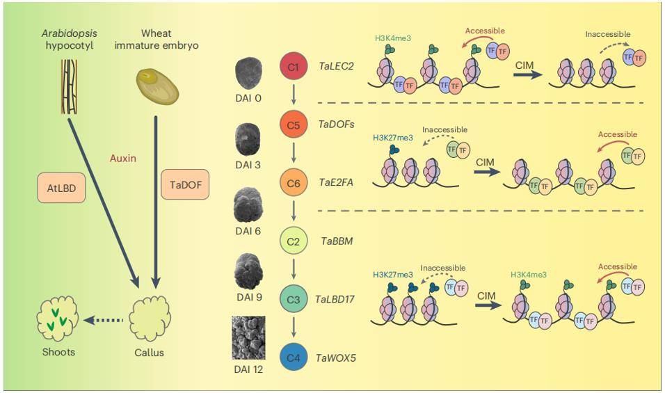 Wheat regeneration and transformation.