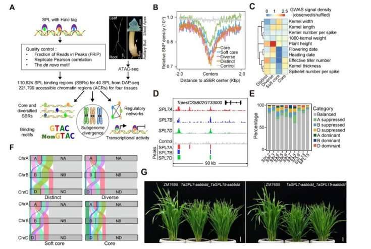 Low-affinity SPL binding sites contribute to subgenome expression divergence in allohexaploid wheat.