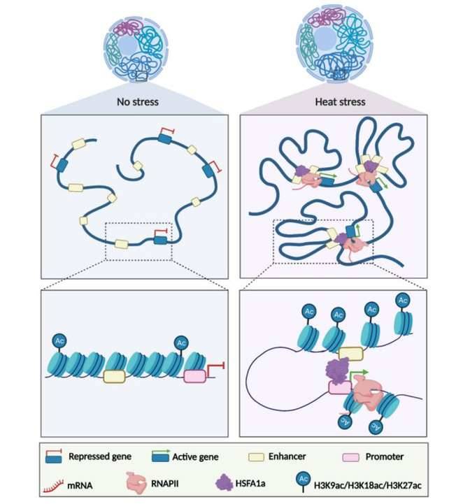 HSFA1a modulates plant heat stress responses and alters the 3D chromatin organization of enhancer-promoter interactions.