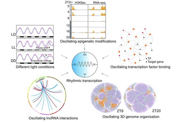 Integrated 3D genome, epigenome and transcriptome analyses reveal transcriptional coordination of circadian rhythm in rice. 