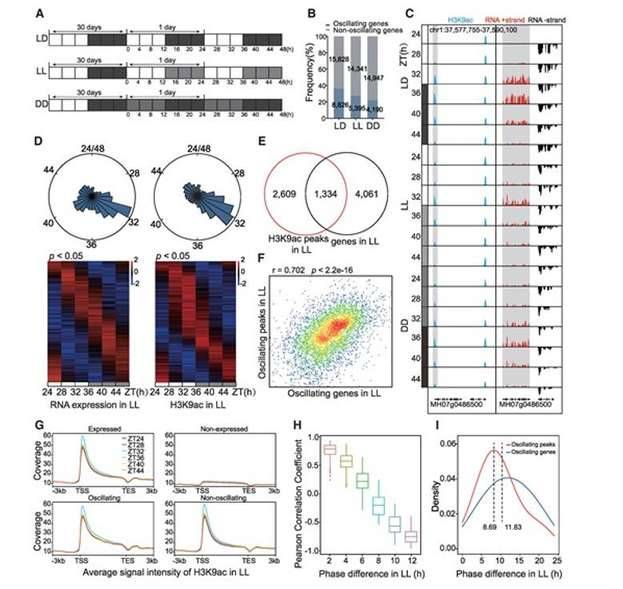 Circadian changes in H3 acetylation regulates oscillating gene expression.