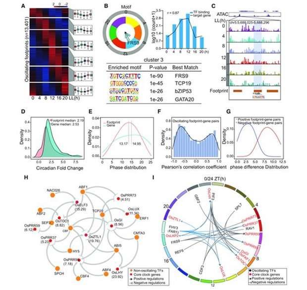 Mapping the regulatory network of oscillating transcription factors.