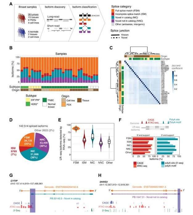 LR-seq identifies previously undetected isoforms in breast cancer.