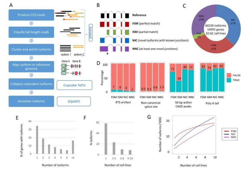 Landscape of long-read transcriptome in gastric cancer cell lines.