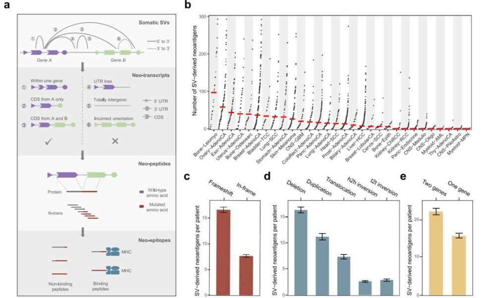 SV-derived neoantigens across 2528 tumors.