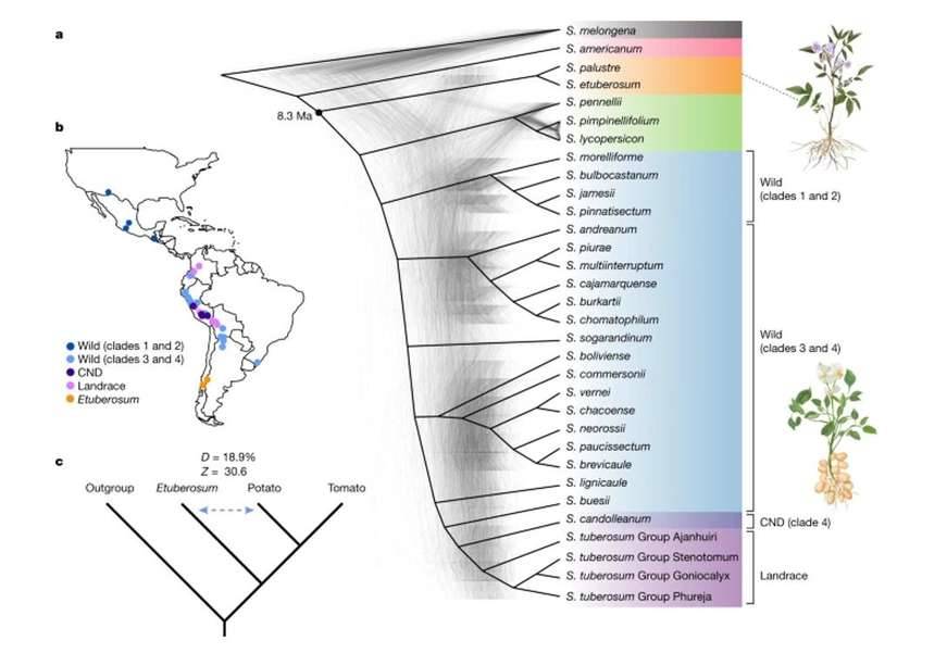 Geographical distribution and phylogeny of the Solanum genus.