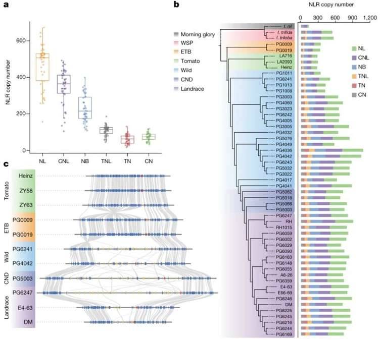 Evolution of resistance genes in potato.