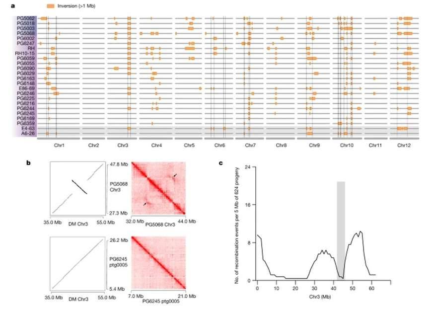 Pan-genome-based map of large inversions.