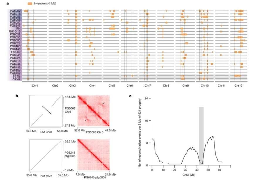 Pan-genome-based map of large inversions.