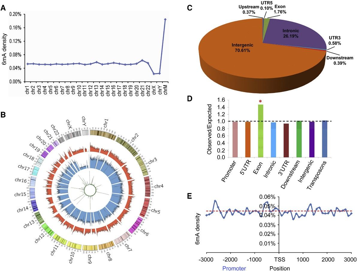 Figure 1. Mapping of 6mA Sites in the Human Genome.( Xiao et al., N6-methyladenine DNA modification in the human genome, 2018)