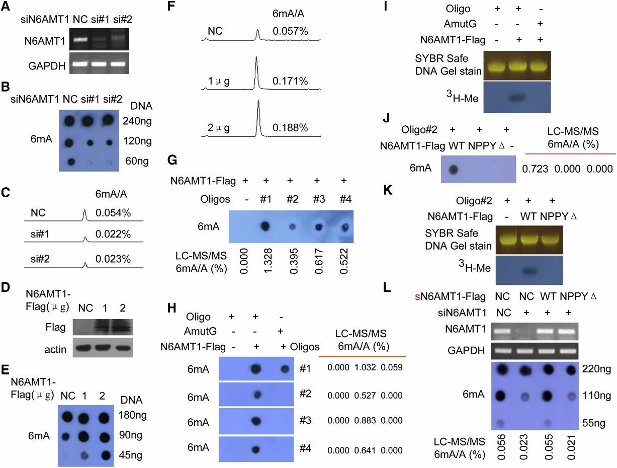 Figure 2. N6AMT1 Serves as a Methyltransferase for DNA 6mA Methylation in Humans, with NPPY Identified as its Catalytic Motif. (Xiao et al., N6-methyladenine DNA modification in the human genome, 2018)