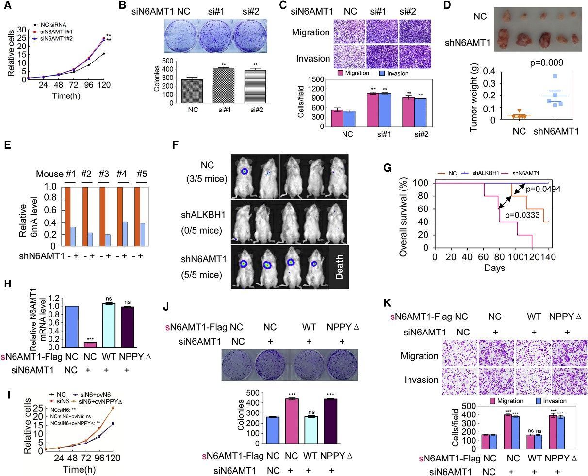 Figure 3. Reduced Genomic 6mA Modification Level Correlates with Tumorigenesis Promotion. (Xiao et al., N6-methyladenine DNA modification in the human genome, 2018)