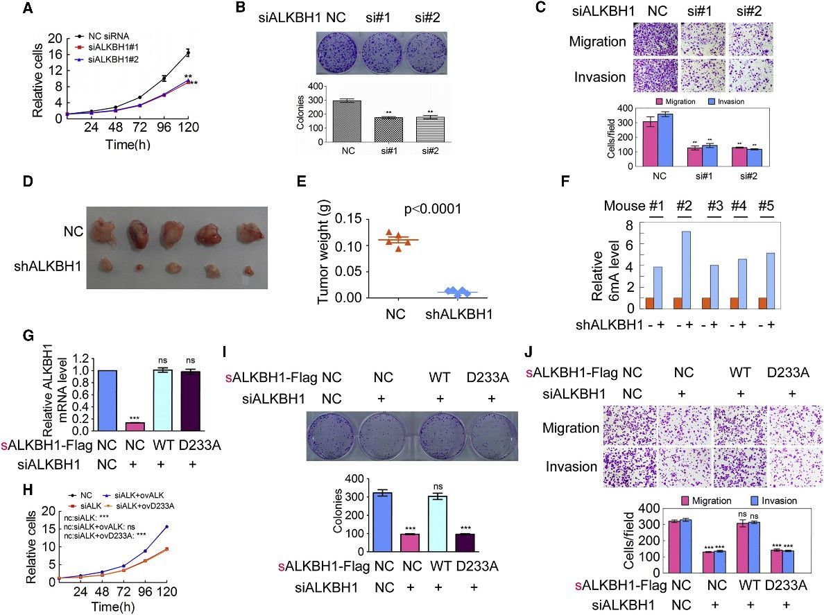 Figure 4. Elevated Genomic 6mA Modification Level Correlates with Tumorigenesis Suppression. (Xiao et al., N6-methyladenine DNA modification in the human genome, 2018)