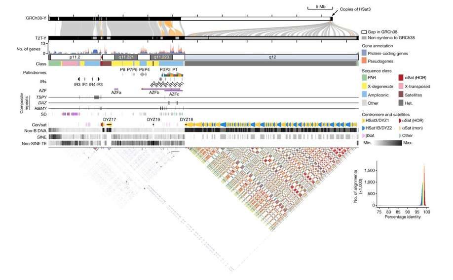 The complete sequence of a human Y chromosome.