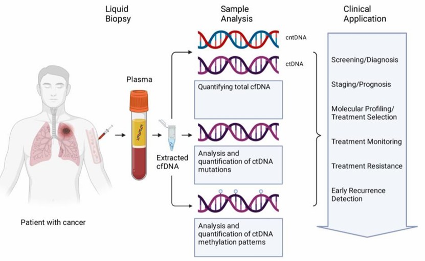Relationship between cfDNA and ctDNA.