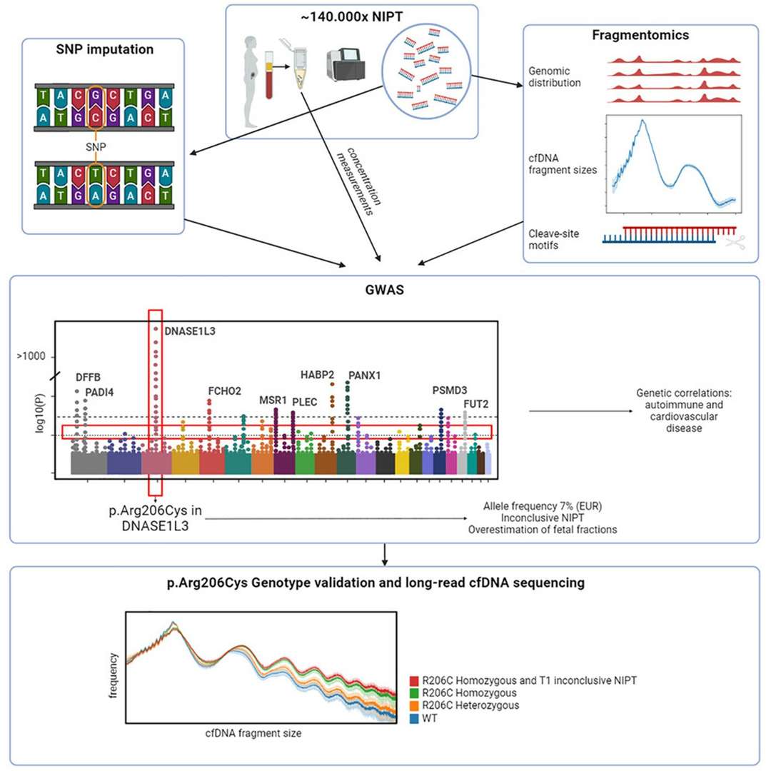 The influence of common genetic variants on cfDNA characteristics.