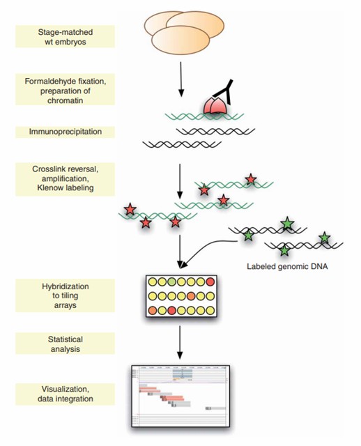 Schematic representation of ChIP-on-chip experiments. (Sandmann, T., et al., 2006)