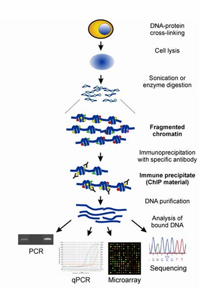 Overview of the chromatin immunoprecipitation (ChIP) assay and its different analysis methods. (Collas, et al., 2010)