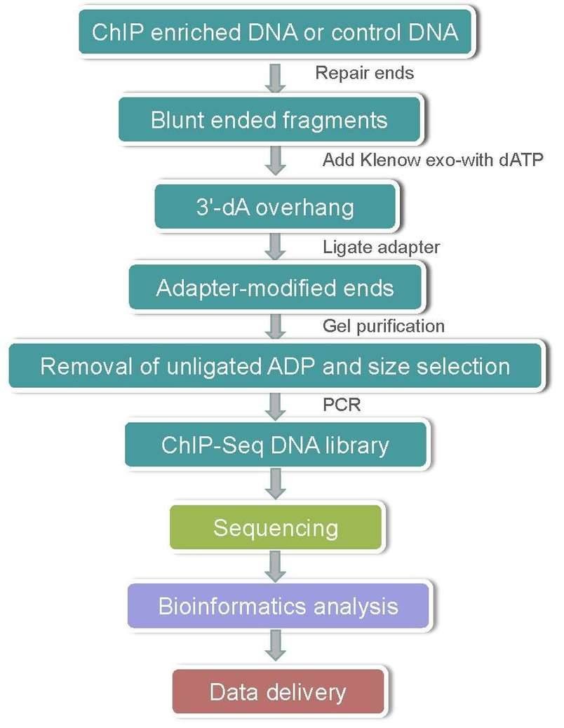 Workflow Diagram of ChIP-Seq.